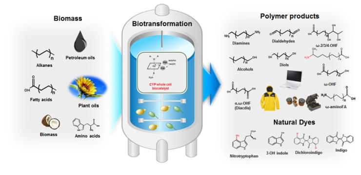 Prof. Choi Kwon-Yeong and Team Develops Eco-Friendly, Specific Enzyme-Based Biotechnology